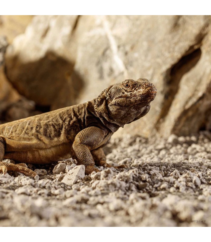 Hagen Exo Terra Stone Desert Bahariya Black - sivatagi homok (fekete) terráriumba (5 kg)