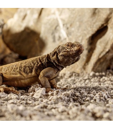 Hagen Exo Terra Stone Desert Bahariya Black - sivatagi homok (fekete) terráriumba (5 kg)