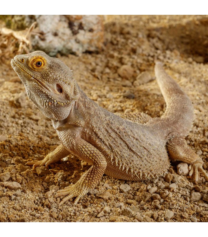 Hagen Exo Terra Stone Desert Sonoran Ocher - sivatagi homok terráriumba (5 kg)