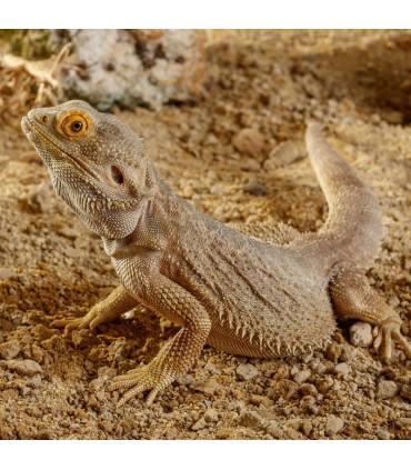 Hagen Exo Terra Stone Desert Sonoran Ocher - sivatagi homok terráriumba (5 kg)