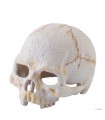 Hagen Exo Terra Primate Skull Small - koponya formájú búvóhely terráriumokba