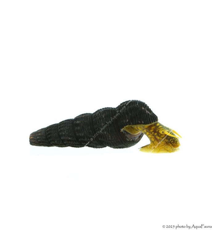 Tylomelania sp. - Sulawesi csiga, (Jar-Jar csiga, Poso csiga, Nyúlcsiga)