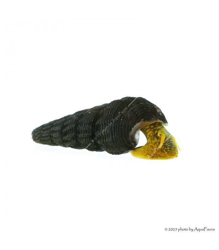 Tylomelania sp. - Sulawesi csiga, (Jar-Jar csiga, Poso csiga, Nyúlcsiga)