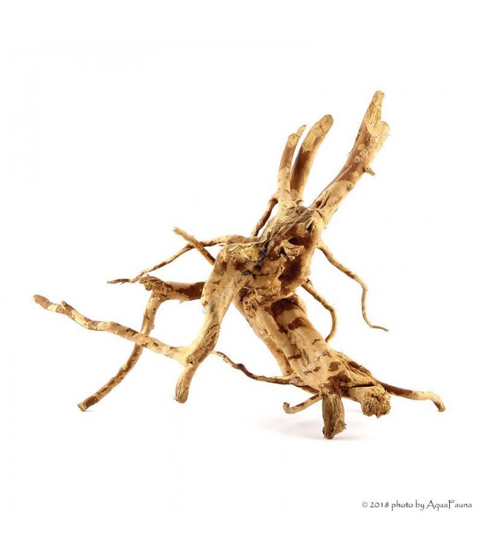 Finger-gyökér Small dekorfa (15-30 cm) (Spiderwood, Red moor) / db