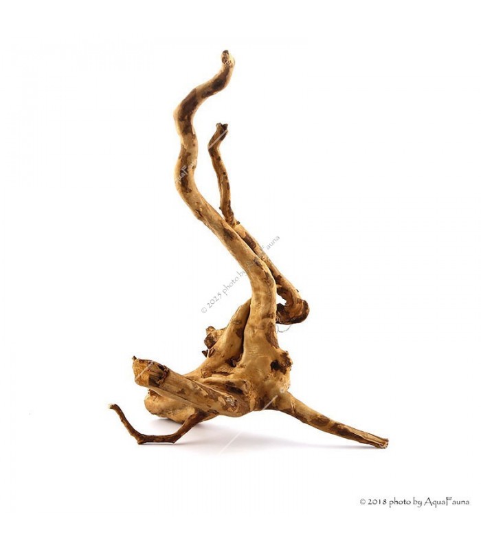 Finger-gyökér Small dekorfa (15-30 cm) (Spiderwood, Red moor) / db