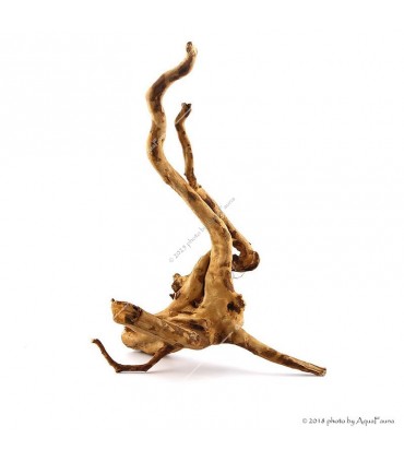 Finger-gyökér Small dekorfa (15-30 cm) (Spiderwood, Red moor) / db