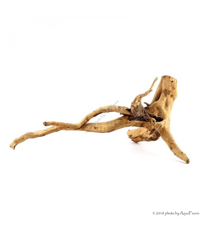 Finger-gyökér Small dekorfa (15-30 cm) (Spiderwood, Red moor) / db