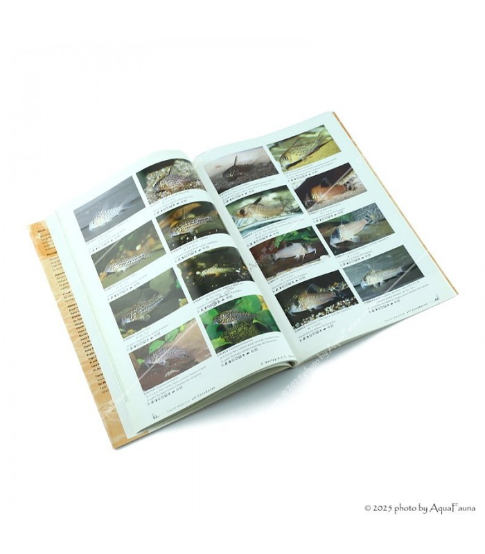 Aqualog - All Corydoras