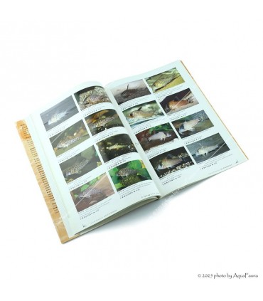 Aqualog - All Corydoras