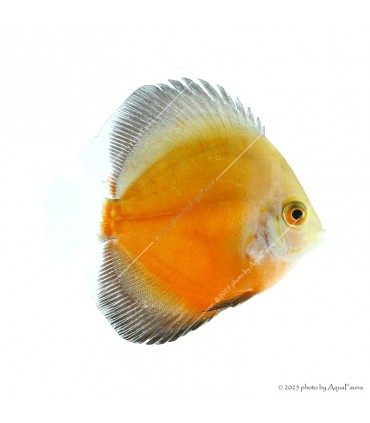 Symphysodon - Diszkoszhal - Red Valentine - 7-8 cm