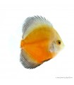 Symphysodon - Diszkoszhal - Red Valentine - 6-8 cm