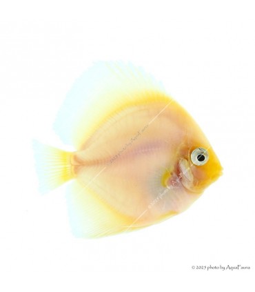 Symphysodon - Diszkoszhal - Snow White - 7-8 cm