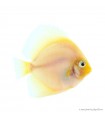 Symphysodon - Diszkoszhal - Snow White - 7-8 cm
