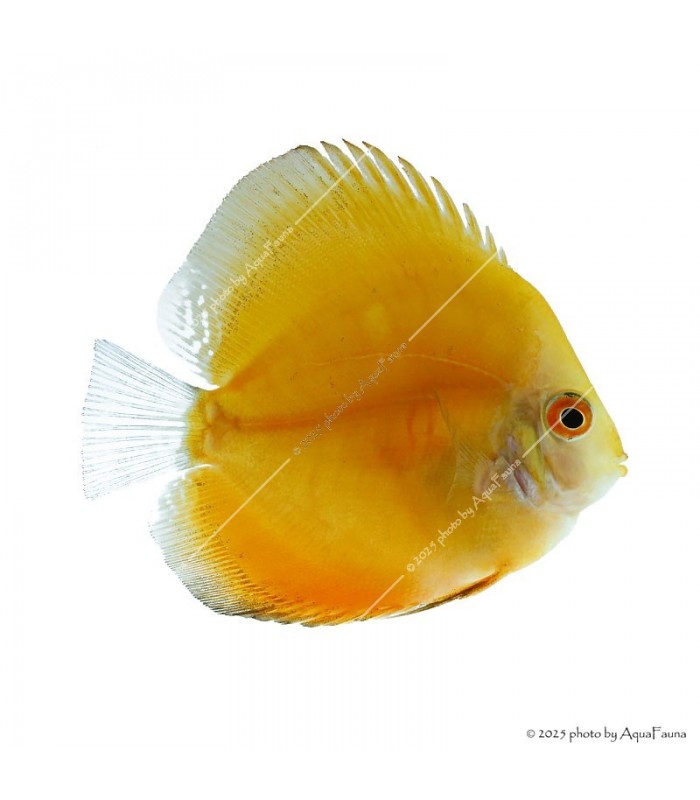 Symphysodon - Diszkoszhal - Melon - 6-8 cm