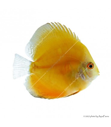 Symphysodon - Diszkoszhal - Melon - 6-8 cm