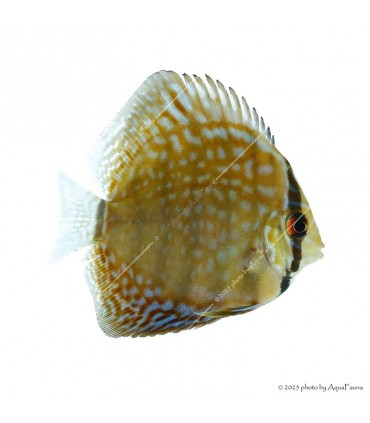 Symphysodon - Diszkoszhal - Türkiz - 7-8 cm