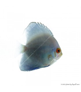 Symphysodon - Diszkoszhal - Blue Diamond - 6-8 cm
