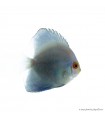 Symphysodon - Diszkoszhal - Blue Diamond - 7-8 cm