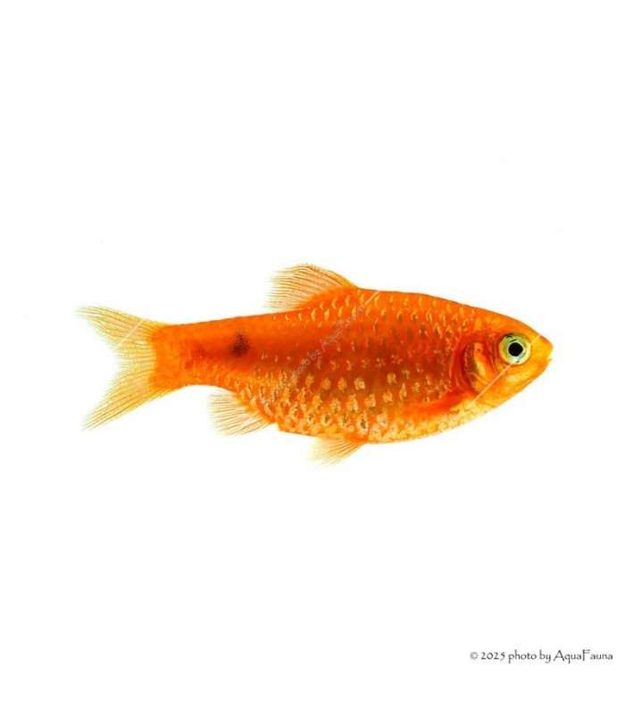 Puntius conchonius - Rózsás díszmárna