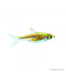 Trigonostigma espei