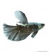 Betta splendens - Sziámi harcoshal Black Samurai Halfmoon