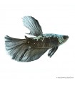 Betta splendens - Sziámi harcoshal Black Samurai Halfmoon