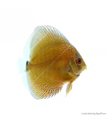 Symphysodon - Diszkoszhal - Leopard Snake Skin - 7-8 cm