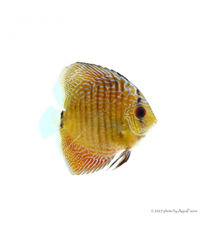 Symphysodon - Diszkoszhal - Leopard Snake Skin - 7-8 cm