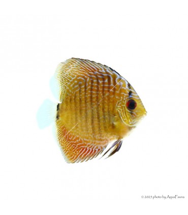 Symphysodon - Diszkoszhal - Leopard Snake Skin - 7-8 cm