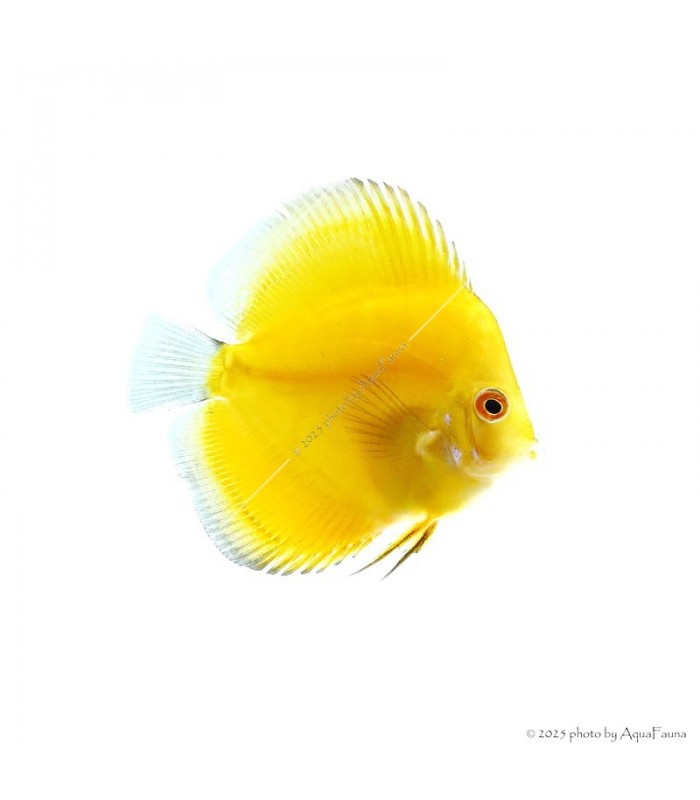 Symphysodon - Diszkoszhal - Melon - 7-8 cm