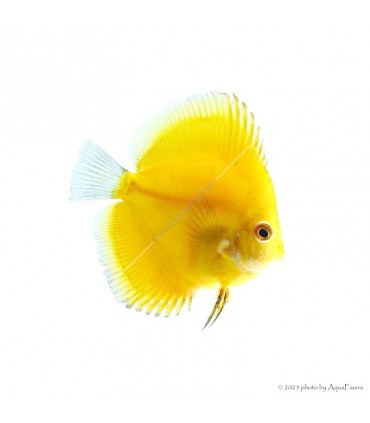 Symphysodon - Diszkoszhal - Melon - 7-8 cm