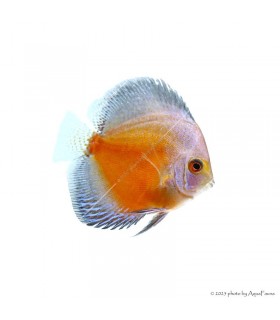 Symphysodon - Diszkoszhal - Red Valentine - 6-8 cm