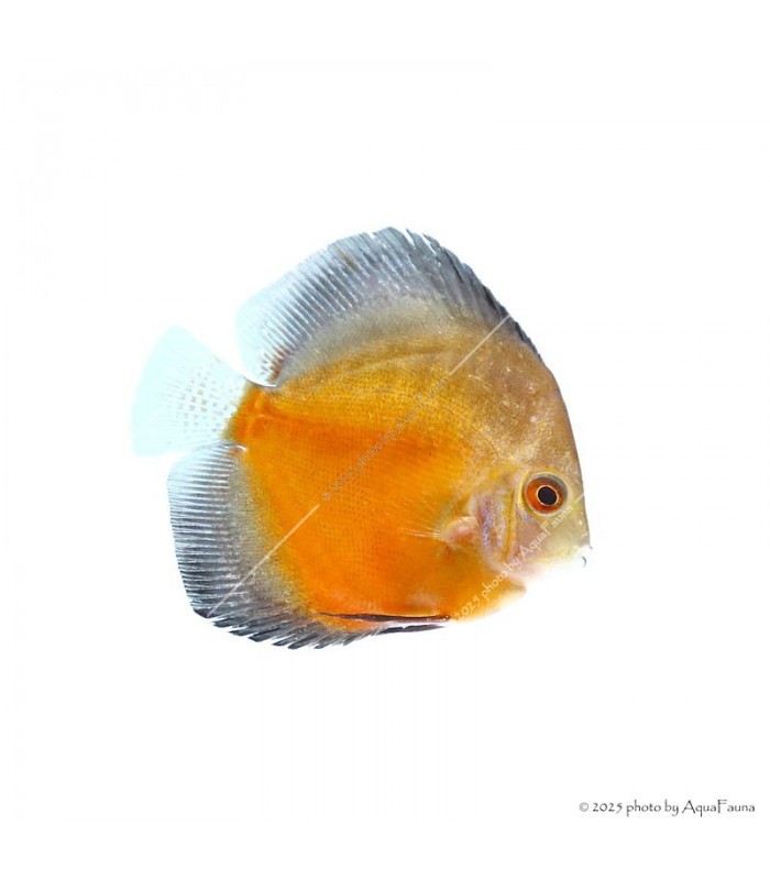 Symphysodon - Diszkoszhal - Red Valentine - 6-8 cm