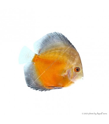 Symphysodon - Diszkoszhal - Red Valentine - 6-8 cm