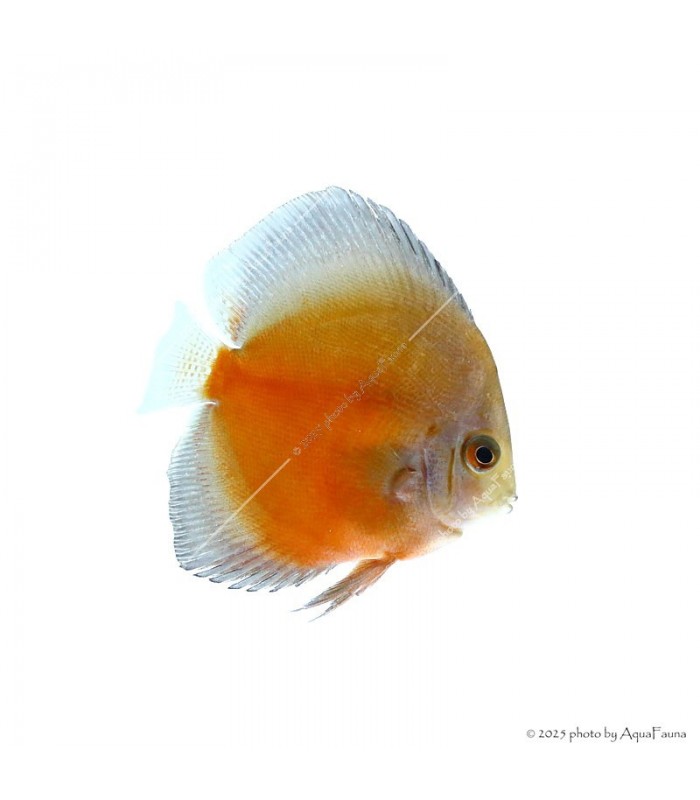 Symphysodon - Diszkoszhal - Red Valentine - 6-8 cm