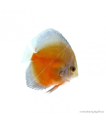Symphysodon - Diszkoszhal - Red Valentine - 6-8 cm