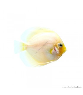 Symphysodon - Diszkoszhal - Snow White - 6-8 cm