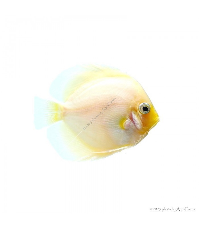 Symphysodon - Diszkoszhal - Snow White - 7-8 cm