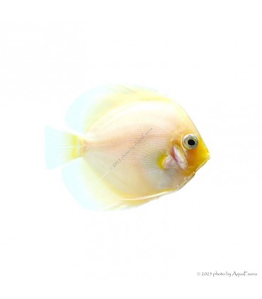 Symphysodon - Diszkoszhal - Snow White - 6-8 cm