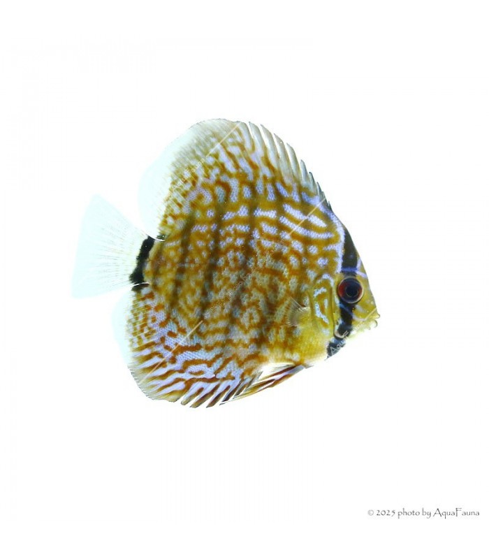 Symphysodon - Diszkoszhal - Türkiz - 6-8 cm
