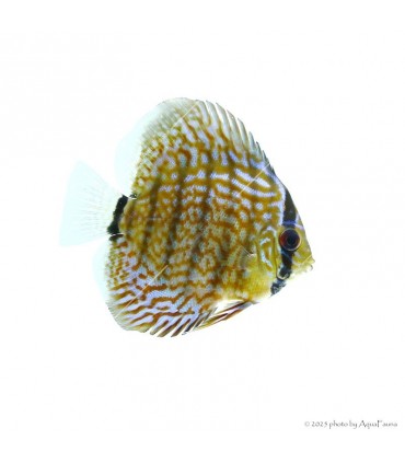 Symphysodon - Diszkoszhal - Türkiz - 7-8 cm