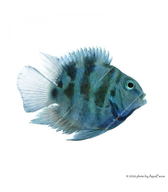 Papagájsügér - Blue Tiger