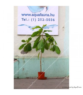 Terminalia catappa - Indiai mandulalevél (tebanglevél) - élő, cserepes
