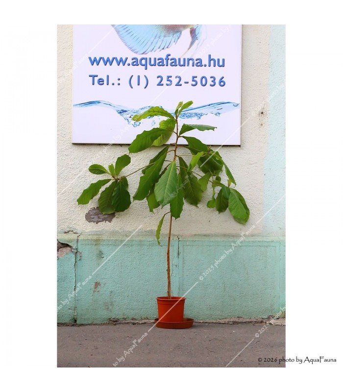 Terminalia catappa - Indiai mandulalevél (tebanglevél) - élő, cserepes