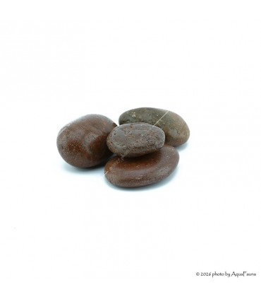 Dekorkő - Coffee 5-7 cm / kg