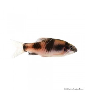 Haludaria fasciata - Panda márna