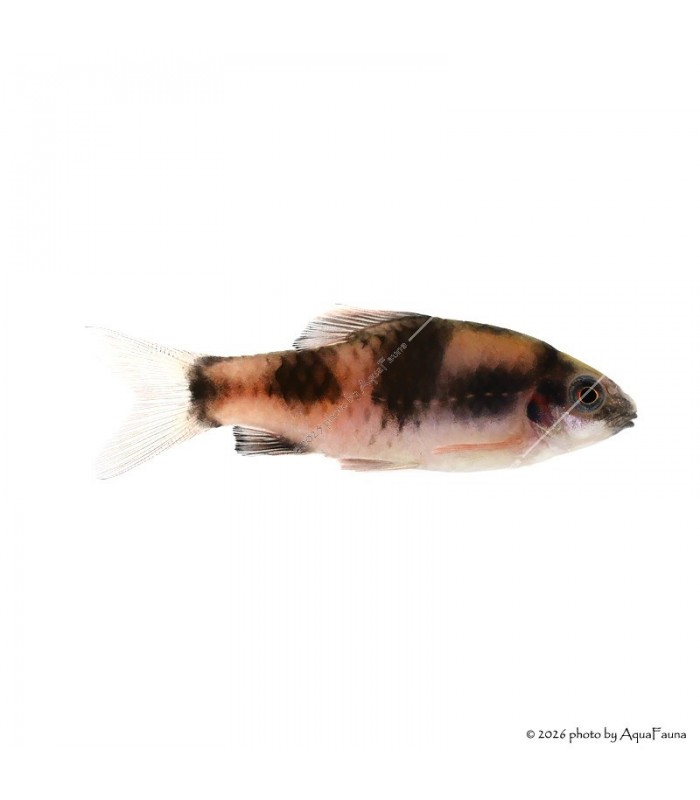 Haludaria fasciata - Panda márna