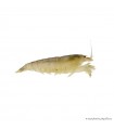 Atya gabonensis - Óriás sepregető garnéla - 3 cm