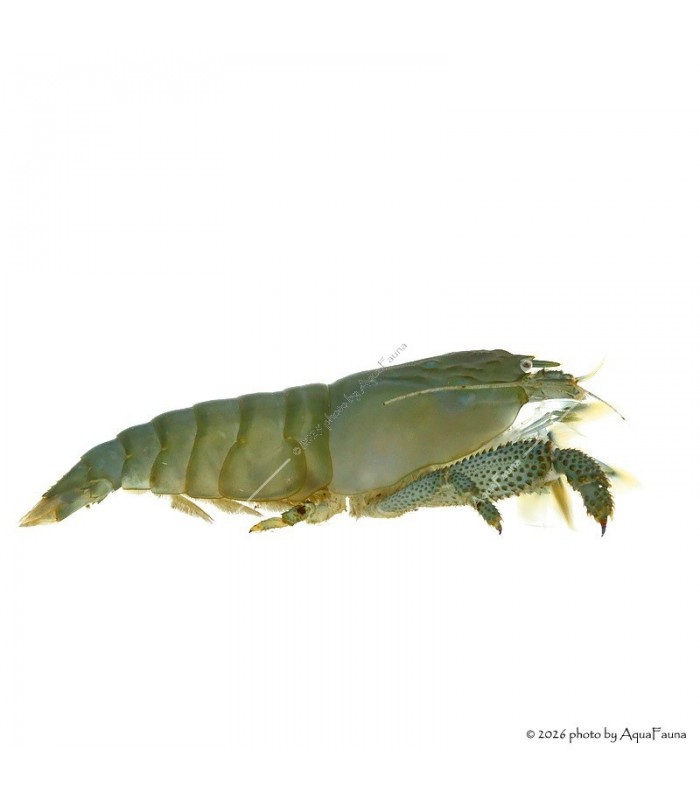 Atya gabonensis - Óriás sepregető garnéla - 10 cm