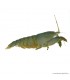 Atya gabonensis - Óriás sepregető garnéla - 10 cm